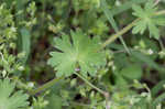 Dovefoot geranium